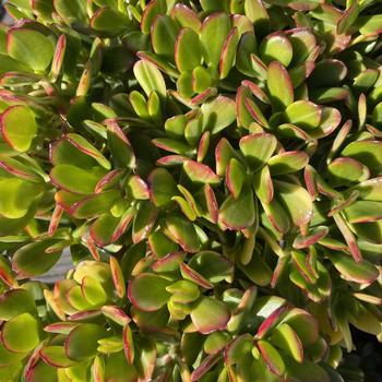 Crassula ovata 'Crosby's Compact' 