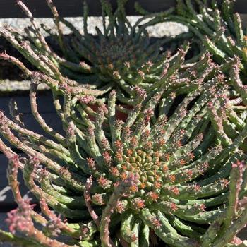 Euphorbia flannenganii