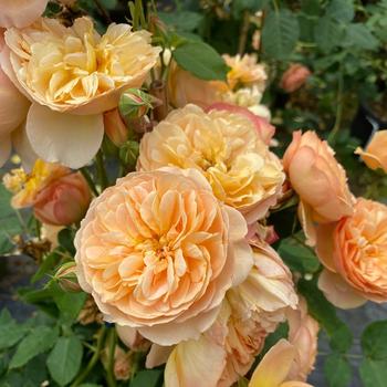 Rosa Flavorette® 'Honey-Apricot'