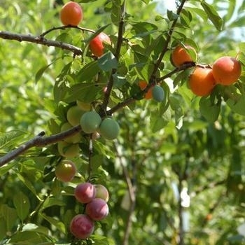 Prunus persica 'Babcock' 