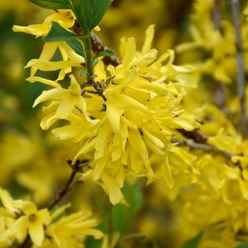 Forsythia manchurica 'Vermont Sun' 