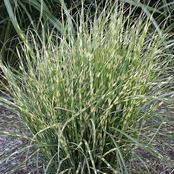 Miscanthus 'Multiple Varieties' 