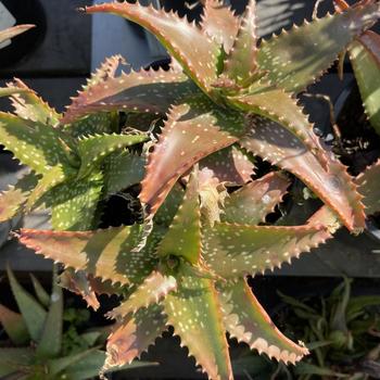 Aloe 'Cynthia Giddy' 