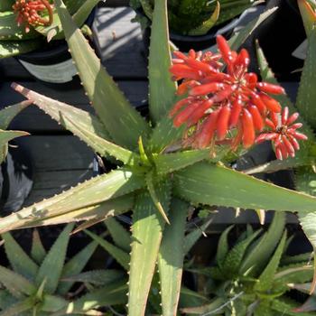 Aloe rudikoppe 'Little Red Riding Hood' 