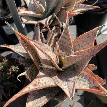 Aloe 'Delta Lights' 