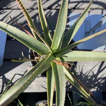 Aloe 'Always Red' 