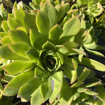 Aeonium 'Cabernet' 