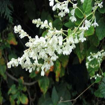 Polygonum aubertii