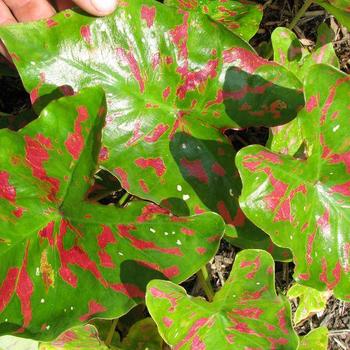 Caladium 'Poison Dart Frog' 