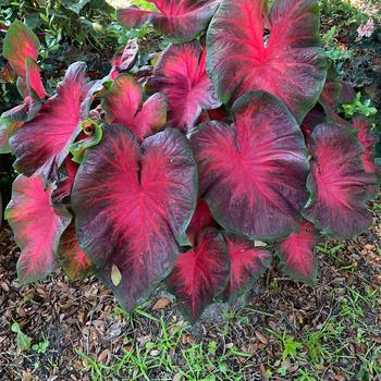 Caladium 'Red-Bellied Tree Frog' 