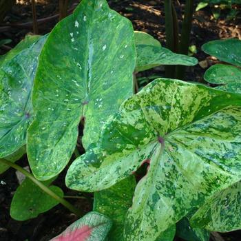 Caladium 'Tie-Dyed Tree Frog' 