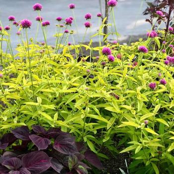 Gomphrena globosa 'Cosmic Flare' 