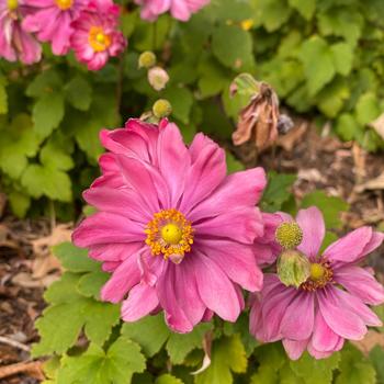 Anemone 'Belle' 