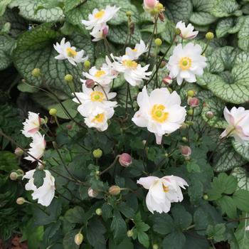 Anemone 'Snow Angel' PP31802