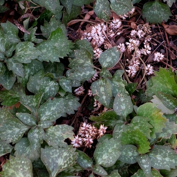 Pachysandra procumbens