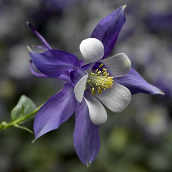 Aquilegia 'Remembrance' 