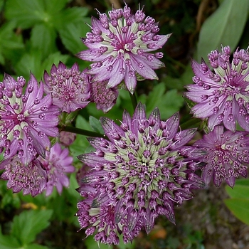 Astrantia major 'Star of Beauty' 