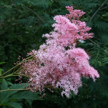 Filipendula rubra 'Venusta' 