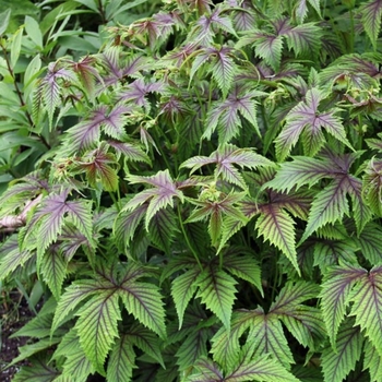 Filipendula 'Red Umbrellas' 