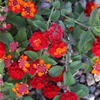 Lantana camara 'Rivrred' 