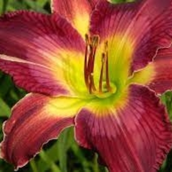 Hemerocallis fulva 'Berrylicious' 