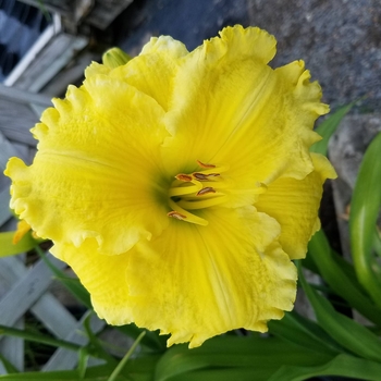 Hemerocallis 'Island St. Catharine's' 