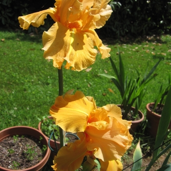 Iris germanica 'Savannah Sunset' 