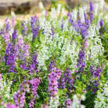 Angelonia angustifolia