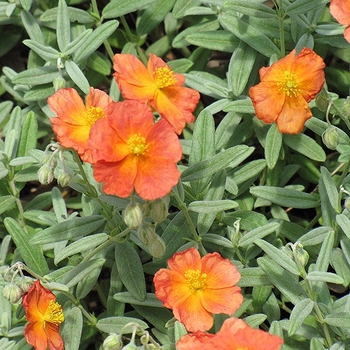 Helianthemum 'Fire Dragon' 