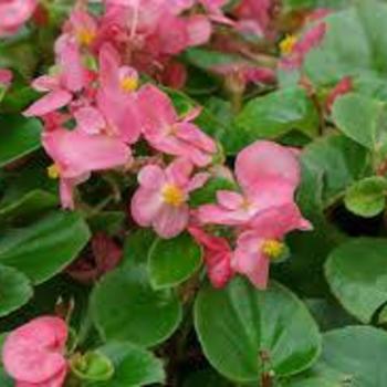 Begonia semperflorens 'Bronze Leaf' 