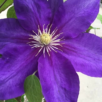 Clematis 'Evipo118(N)' 