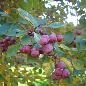 Crataegus crus-galli var. inermis