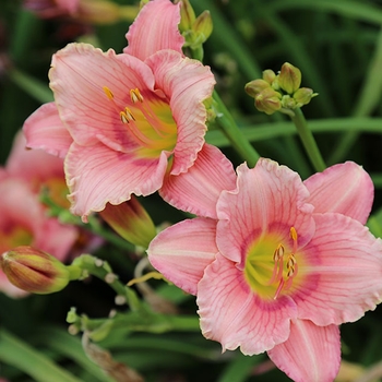 Hemerocallis 'Happy Enchantment' 