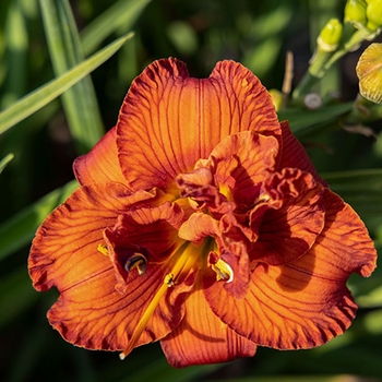 Hemerocallis 'Orange You Lucky Returns' 