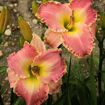 Hemerocallis 'Bubblegum Pie' 