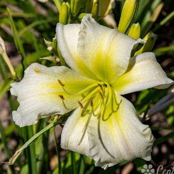 Hemerocallis 'Coconut Lime Twist' 