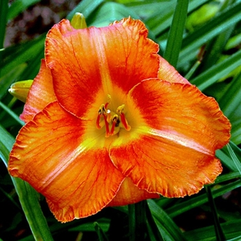 Hemerocallis 'Hot Ember' 