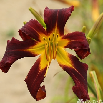 Hemerocallis 'Witch's Hand' 