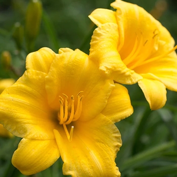 Hemerocallis 'Precious D'oro' 