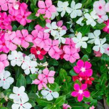 Catharanthus roseus