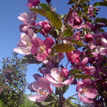 Malus 'Thunderchild' 