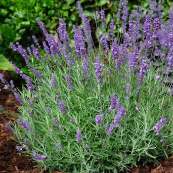 Lavandula x intermedia