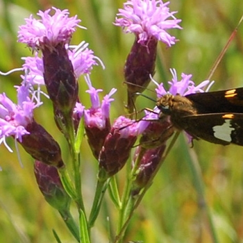 Liatris microcephala