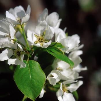 Pyrus ussuriensis 'Bailfrost' 