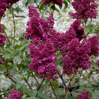 Syringa vulgaris 'LECburg' 