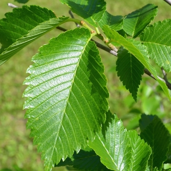 Ulmus americana 'Lewis & Clark' 