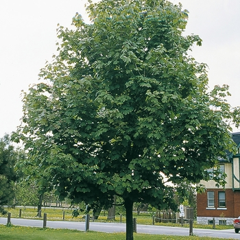 Acer platanoides 'Pond' PP4887