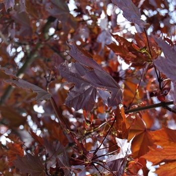 Acer platanoides 'Prairie Splendor' 