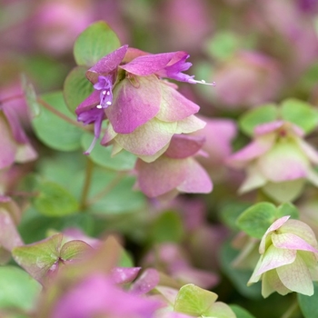 Origanum vulgare 'Kent Beauty' 