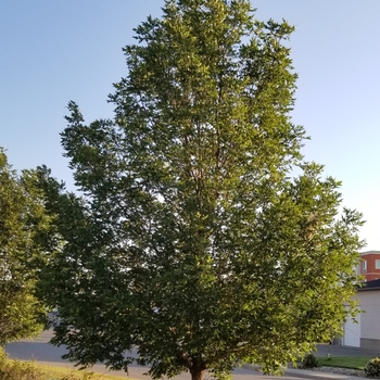 Fraxinus pennsylvanica 'Rugby' 